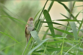 <p>RÁKOSNÍK VELKÝ (Acrocephalus arundinaceus) - jižní Morava --- /Great reed warbler – Drosselrohrsänger/</p>